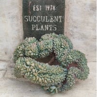 レッドベリー綴化 エケベリア 抜き苗 | 多肉植物カット苗の通販