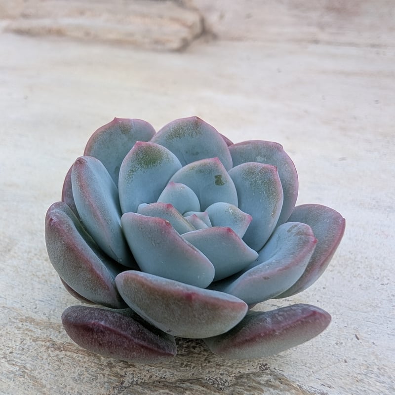 ミルクローズ エケベリア カット苗 | 多肉植物カット苗の通販