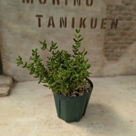 ボラカイ◎多肉植物 カット苗 韓国苗 エケベリア等 Amazon.co.jp: 【Succute】多肉植物 寄せ植え 韓国カット苗