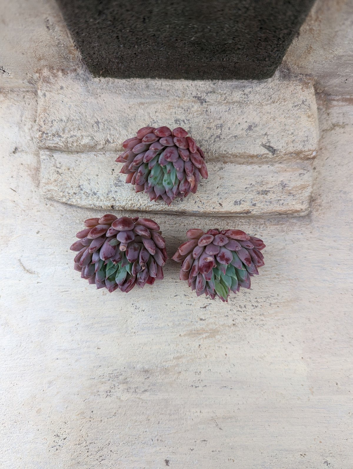 クリッシーNライアン エケベリア カット苗 | 多肉植物カット苗の通販