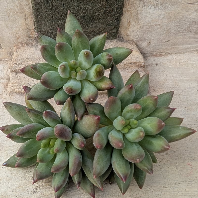 ヨンジゴンジ エケベリア カット苗 | 多肉植物カット苗の通販