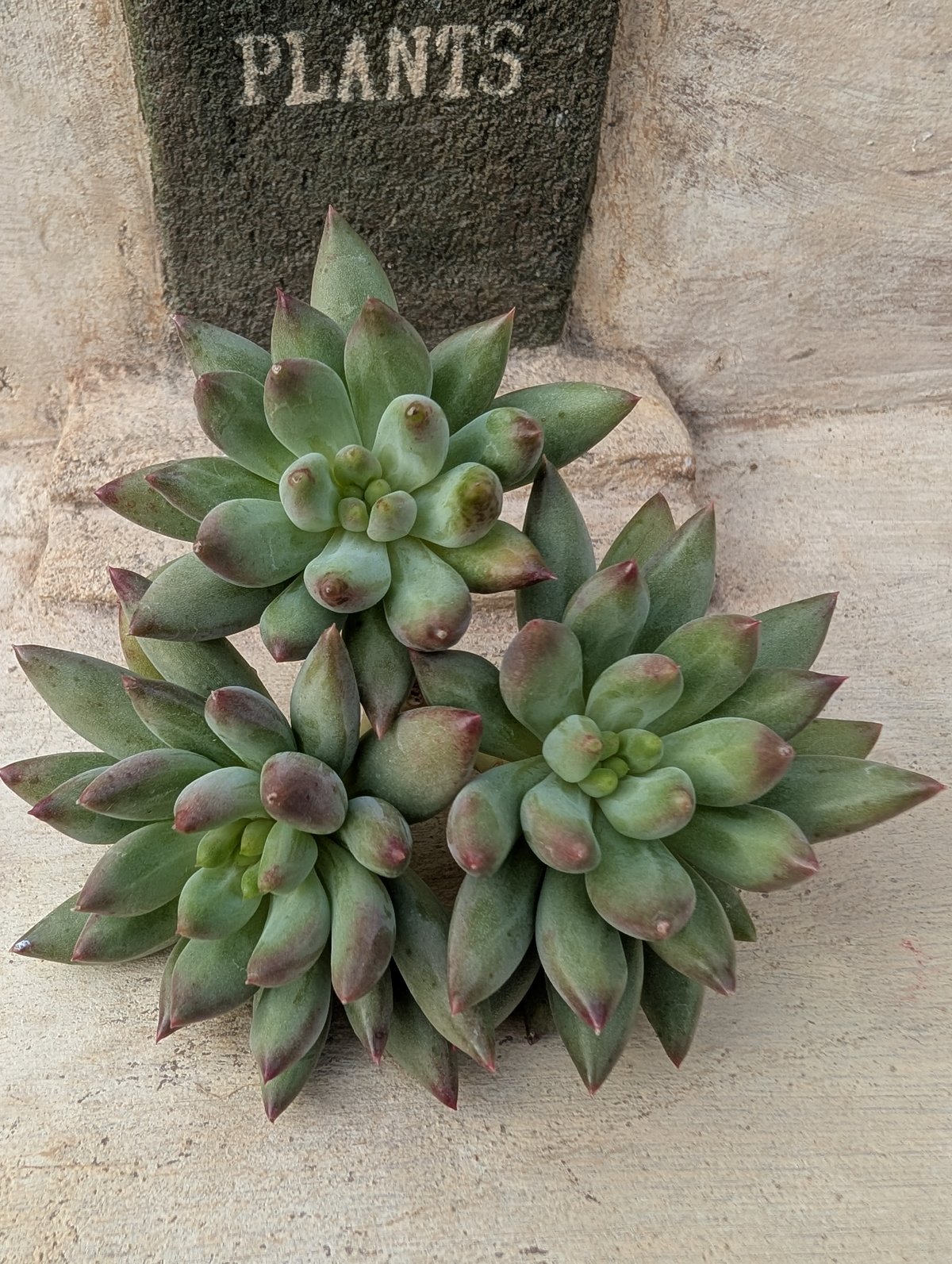 多肉植物 エケベリア ヨンジコンジ 1番大きいの1カット fit=scale-down,w=1200