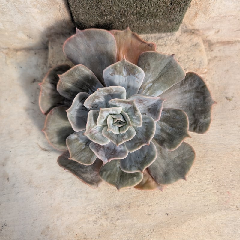 マーベル錦 エケベリア カット苗 | 多肉植物カット苗の通販