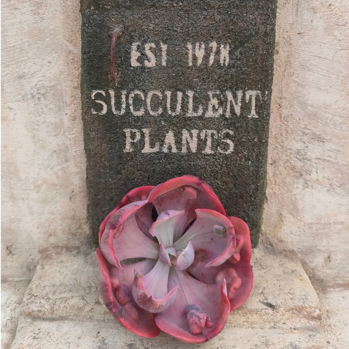 ビヨンセレインボー エケベリア カット苗 | 多肉植物カット苗の通販