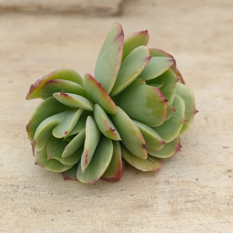 ピーチプリデ錦 エケベリア カット苗 | 多肉植物カット苗の通販