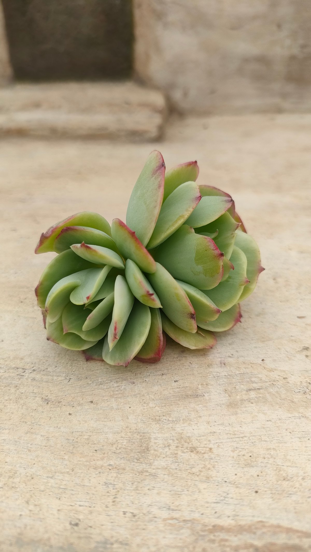 ピーチプリデ錦 エケベリア カット苗 | 多肉植物カット苗の通販