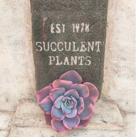 多肉植物カット苗の通販 | エケベリア(韓国苗)多肉植物専門店 | 森の多肉園