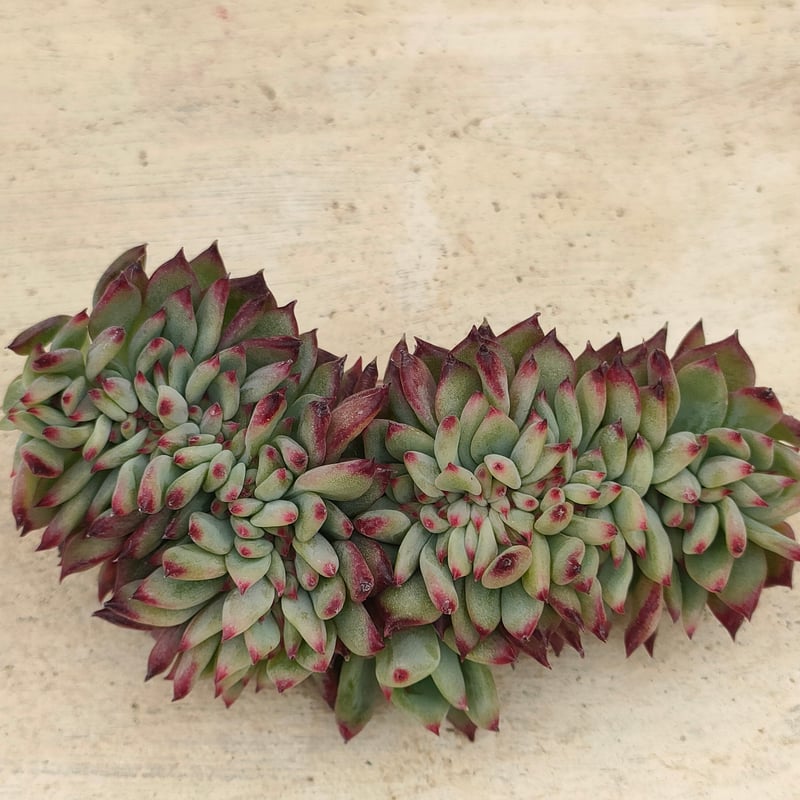 コロラータ綴化 エケベリア カット苗 | 多肉植物カット苗の通販