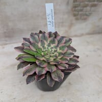 ブラックデビル アエオニウム 土付き 宅急便発送 | 多肉植物カット苗の