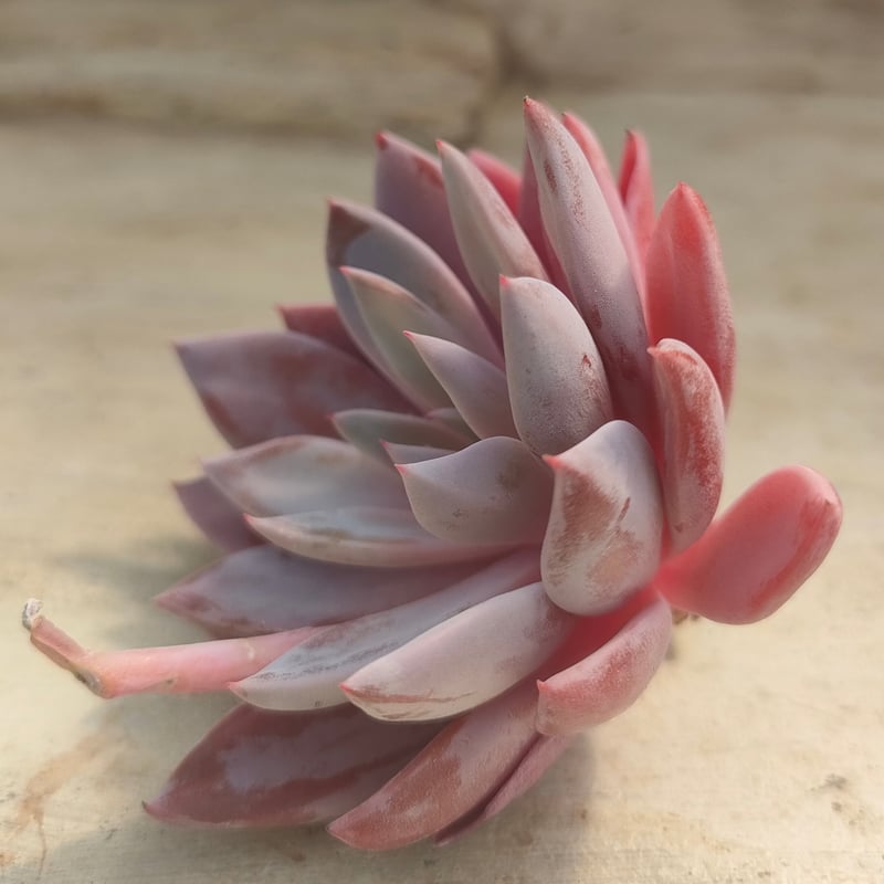 ルル エケベリア カット苗 | 多肉植物カット苗の通販 | エケベリア