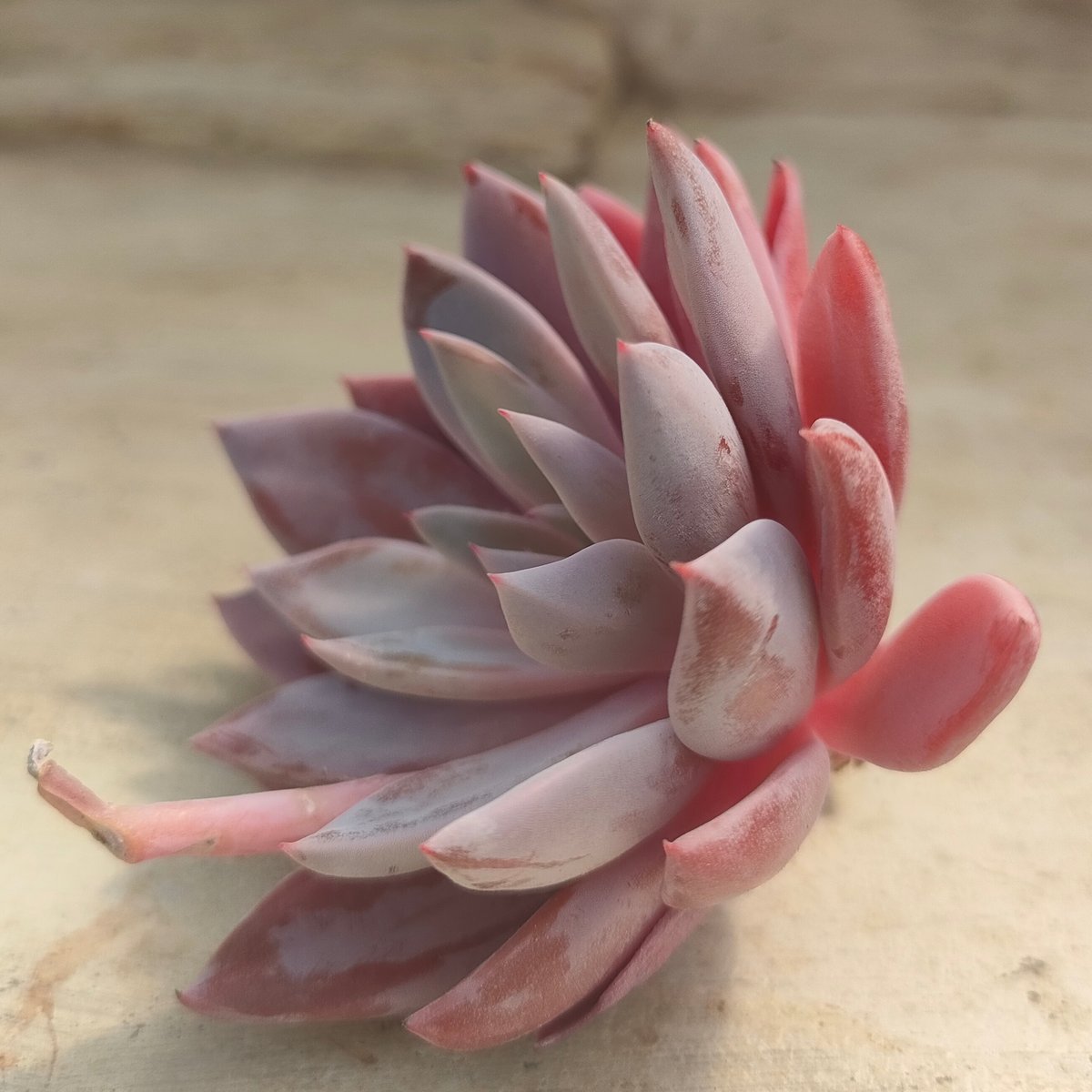 ルル エケベリア カット苗 | 多肉植物カット苗の通販 | エケベリア