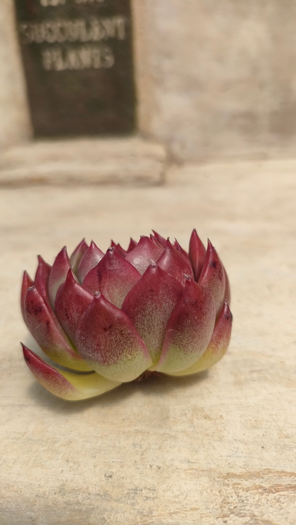 ディープレッド エケベリア カット苗 | 多肉植物カット苗の通販