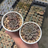 ラブリーローズ エケベリア 抜き苗 | 多肉植物カット苗の通販
