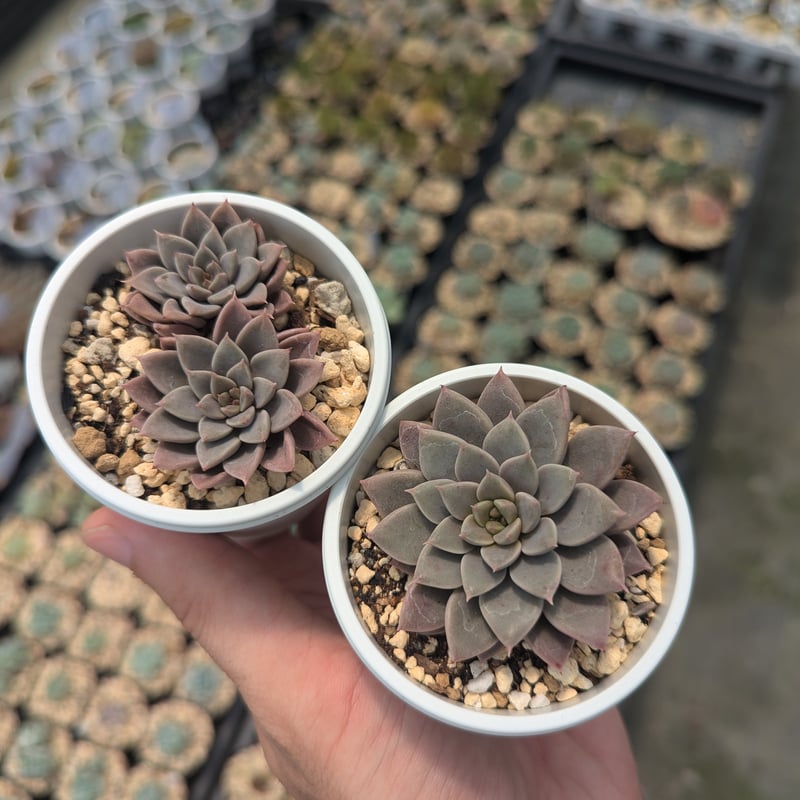 多肉植物　エルメス　韓国苗 多肉植物エルメス韓国苗