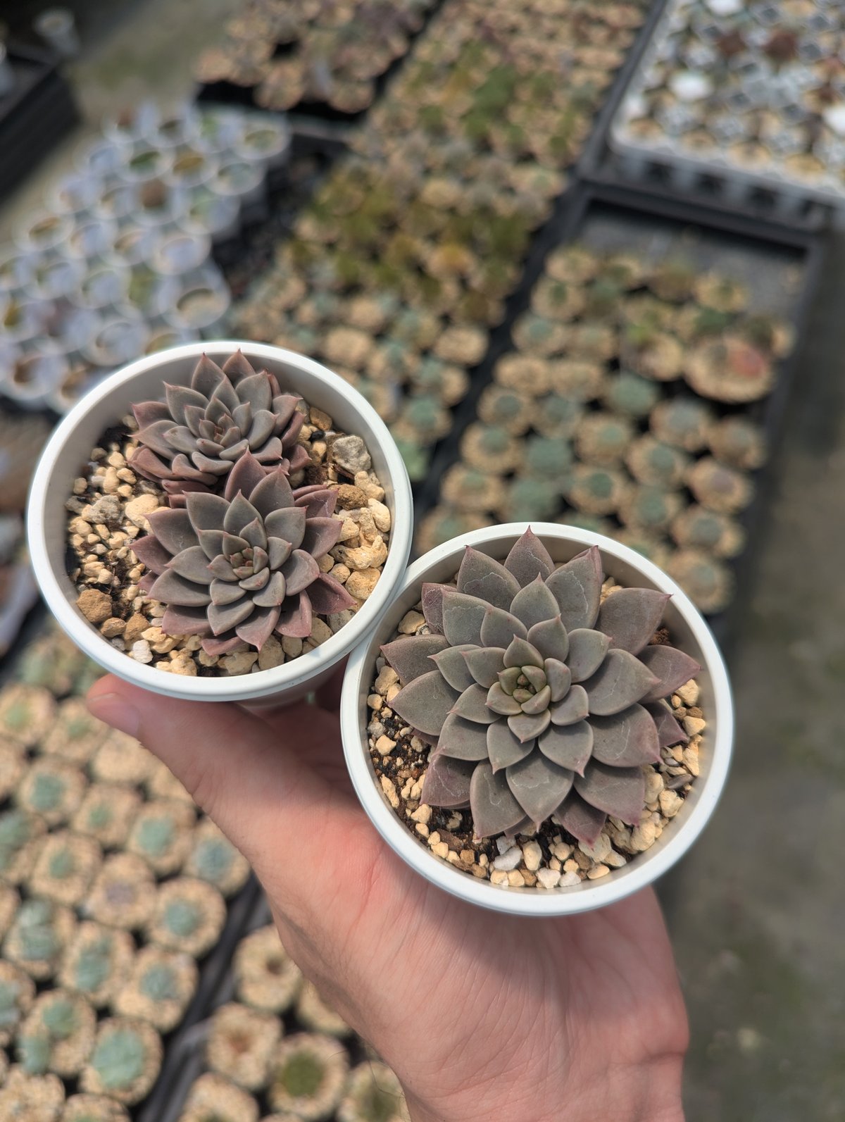 エルメス エケベリア 抜き苗 | 多肉植物カット苗の通販