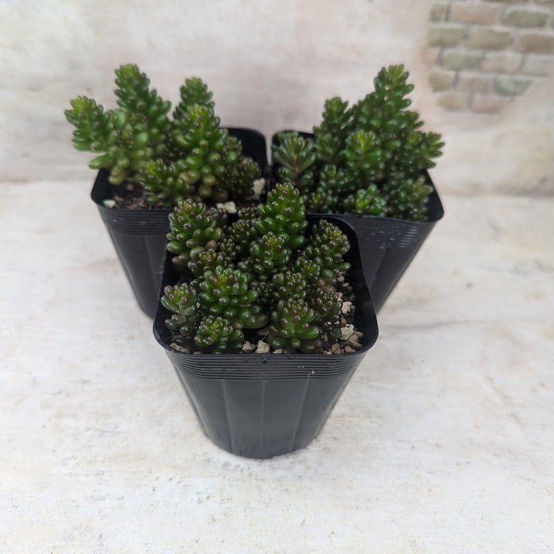 レッドベリー セダム 抜き苗 | 多肉植物カット苗の通販 | エケベリア 