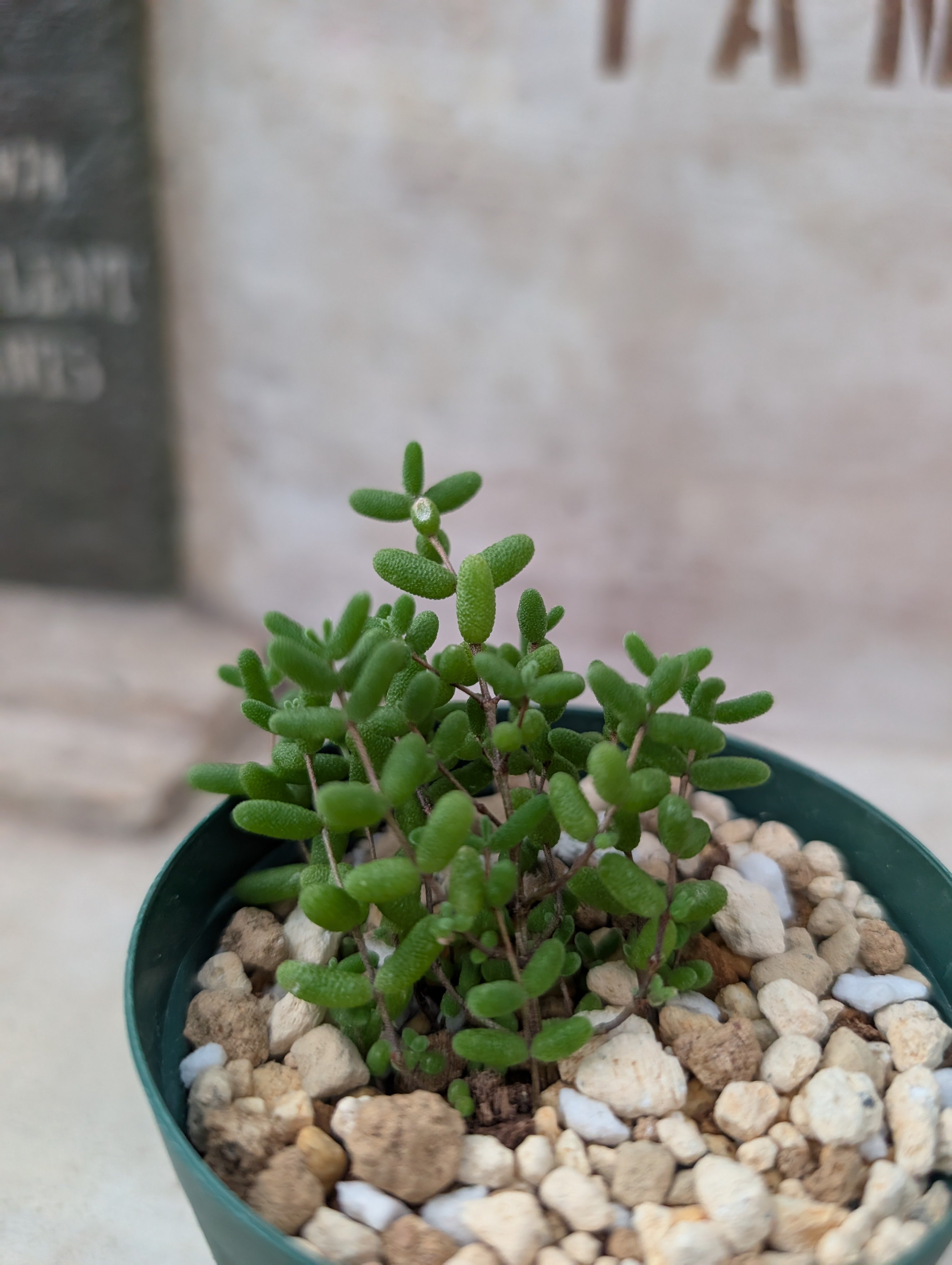 ドロサンテマム アイスクリスタル 土付き 宅急便発送 | 多肉植物カット
