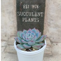 シュガーベイビー エケベリア | 多肉植物カット苗の通販 | エケベリア