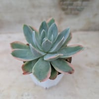 フラワー/ガーデン アリエル錦 覆輪綴化 多肉植物