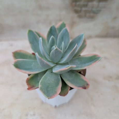 多肉植物カット苗の通販 | エケベリア(韓国苗)多肉植物専門店 | 森の多肉園