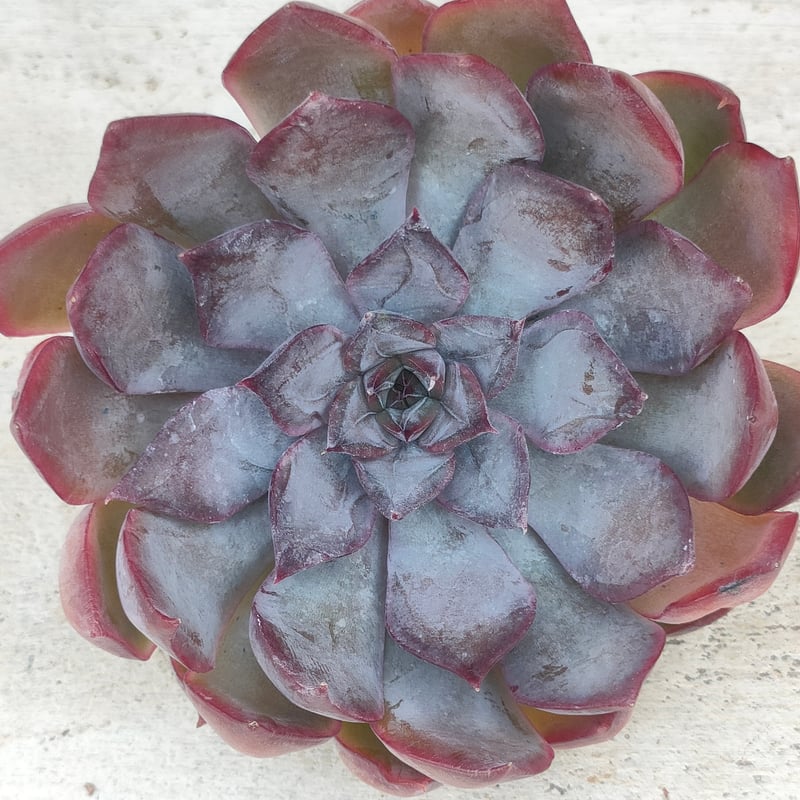 ダークアイス エケベリア カット苗 | 多肉植物カット苗の通販