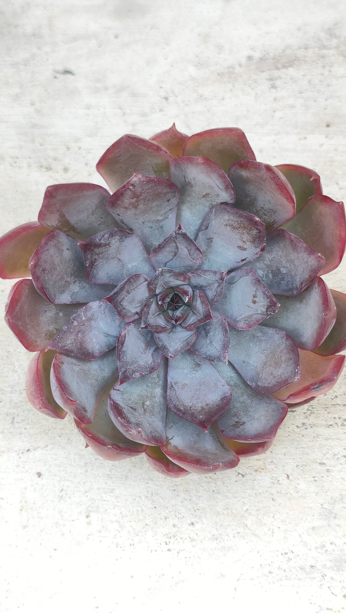 fit=scale-down,w=1200