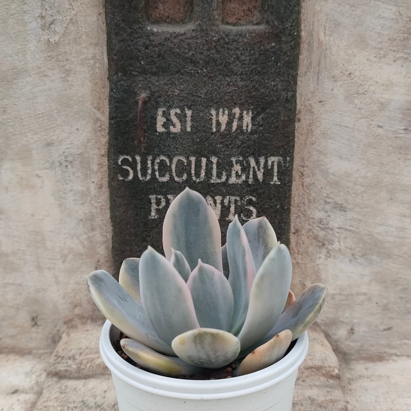 多肉植物　ルンヨニー　抜き苗　エケベリア ルンヨニー錦 エケベリア 抜き苗 | 多肉植物カット苗の通販