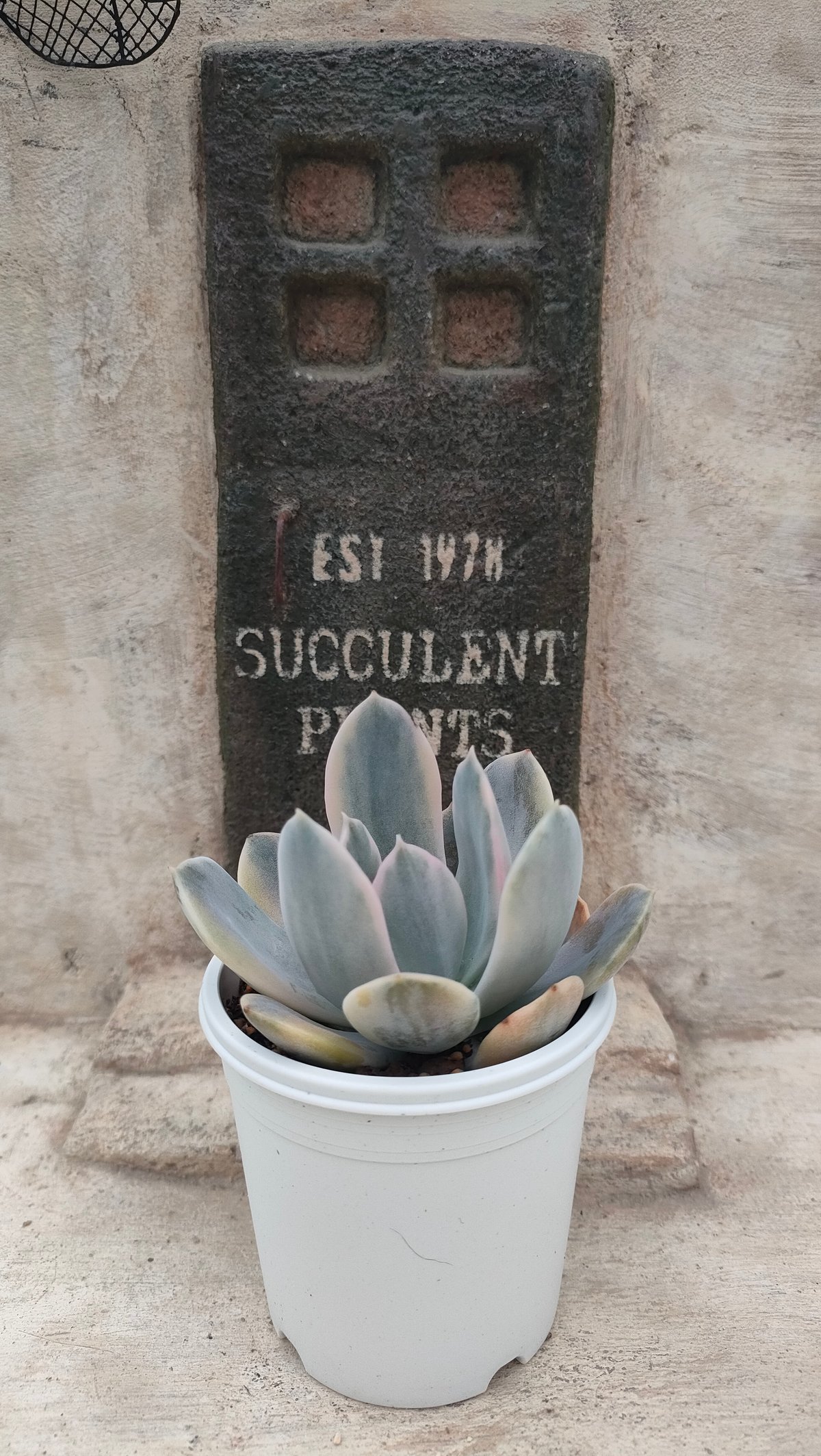 多肉植物　ルンヨニー　抜き苗　エケベリア ルンヨニー錦 エケベリア 抜き苗 | 多肉植物カット苗の通販