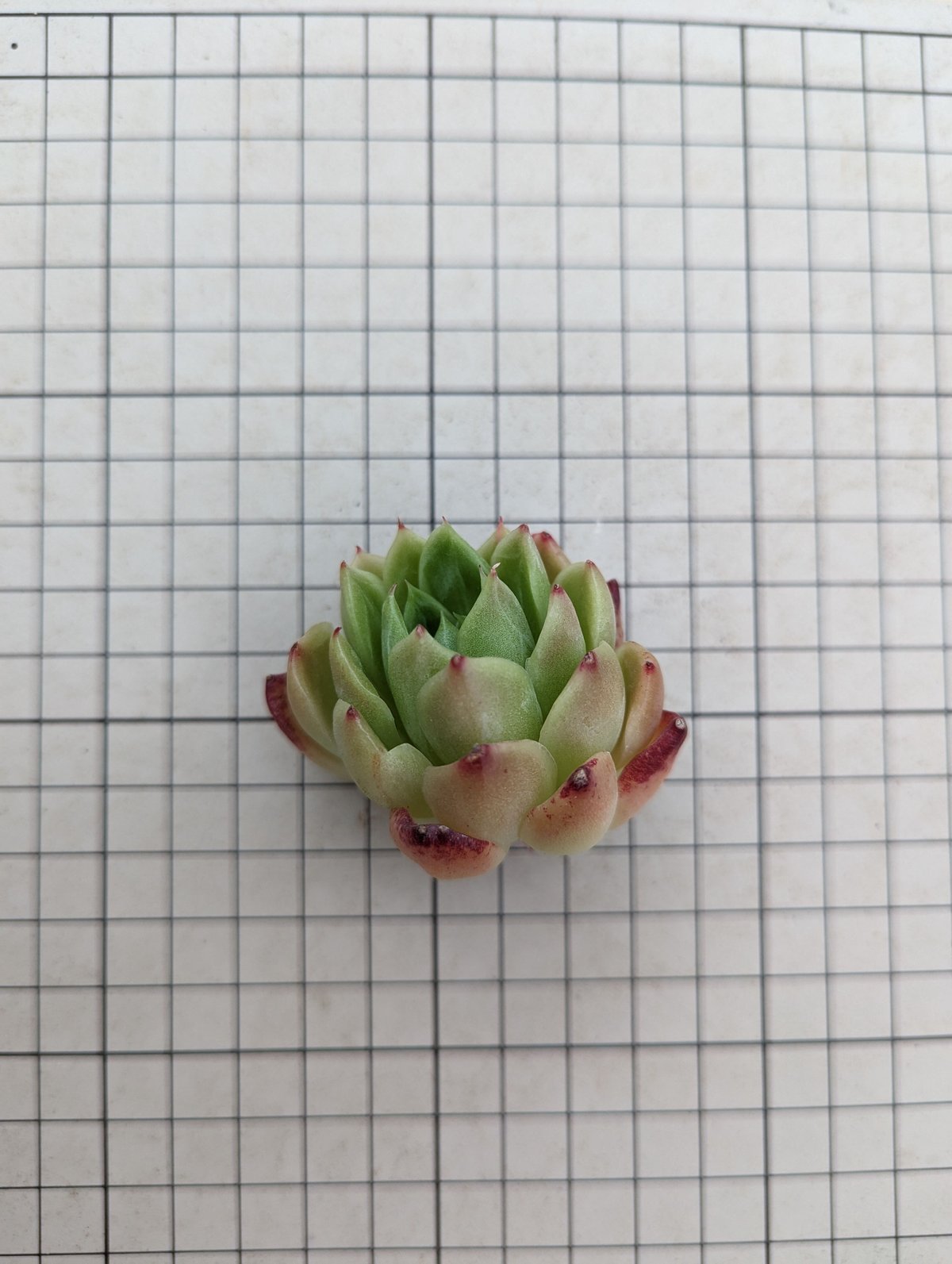 グリーンドラゴン エケベリア カット苗 | 多肉植物カット苗の通販 