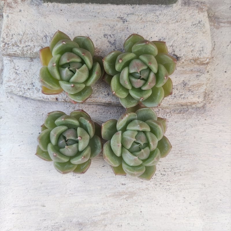 ホワイトアングル◎多肉植物 カット苗 韓国苗 エケベリア等 商品一覧