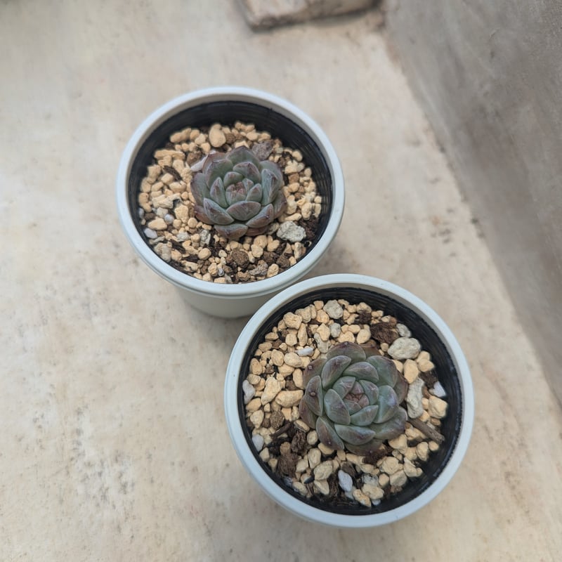 シュガークリスタル エケベリア 抜き苗 | 多肉植物カット苗の シュガークリスタル エケベリア 抜き苗 | 多肉植物カット苗の