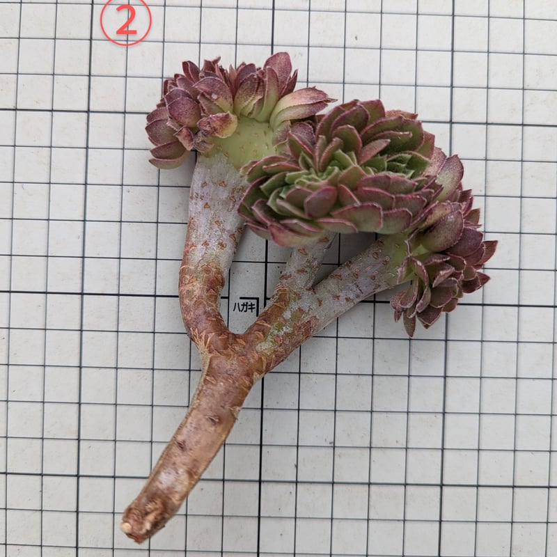 78#植物アエオニウム❤️ハロウィンブラック糸引き锦❤️1大頭6小頭22cm拨き苗 農園直売 多肉植物 寄せ植え アエオニウム属 ハロウィンミルク錦（群