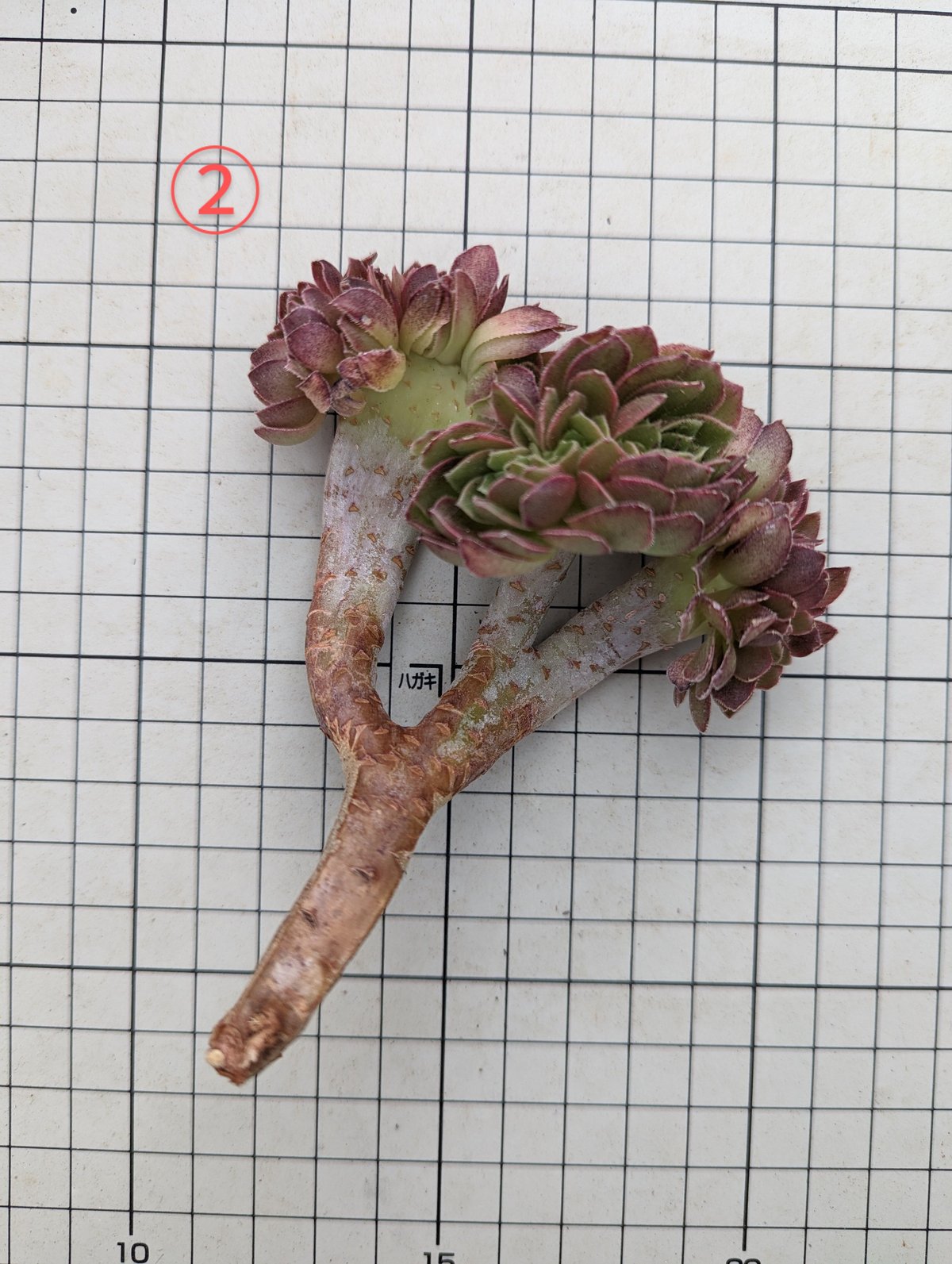 ハロウィン 綴化 アエオニウム カット苗 | 多肉植物カット苗の通販