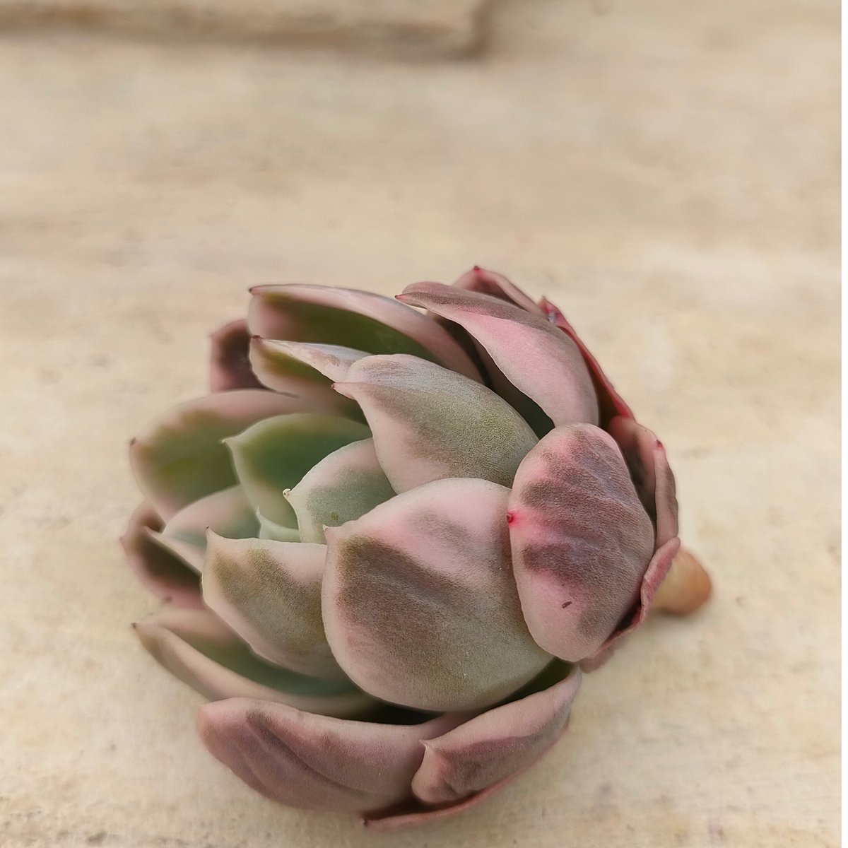 ピンクベラ錦エケベリア カット苗 | 多肉植物カット苗の通販