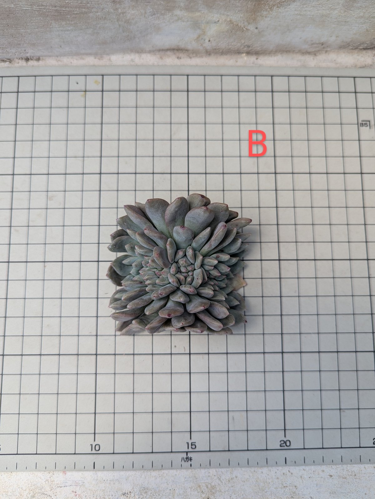 アリエル 綴化 エケベリア カット苗 | 多肉植物カット苗の通販