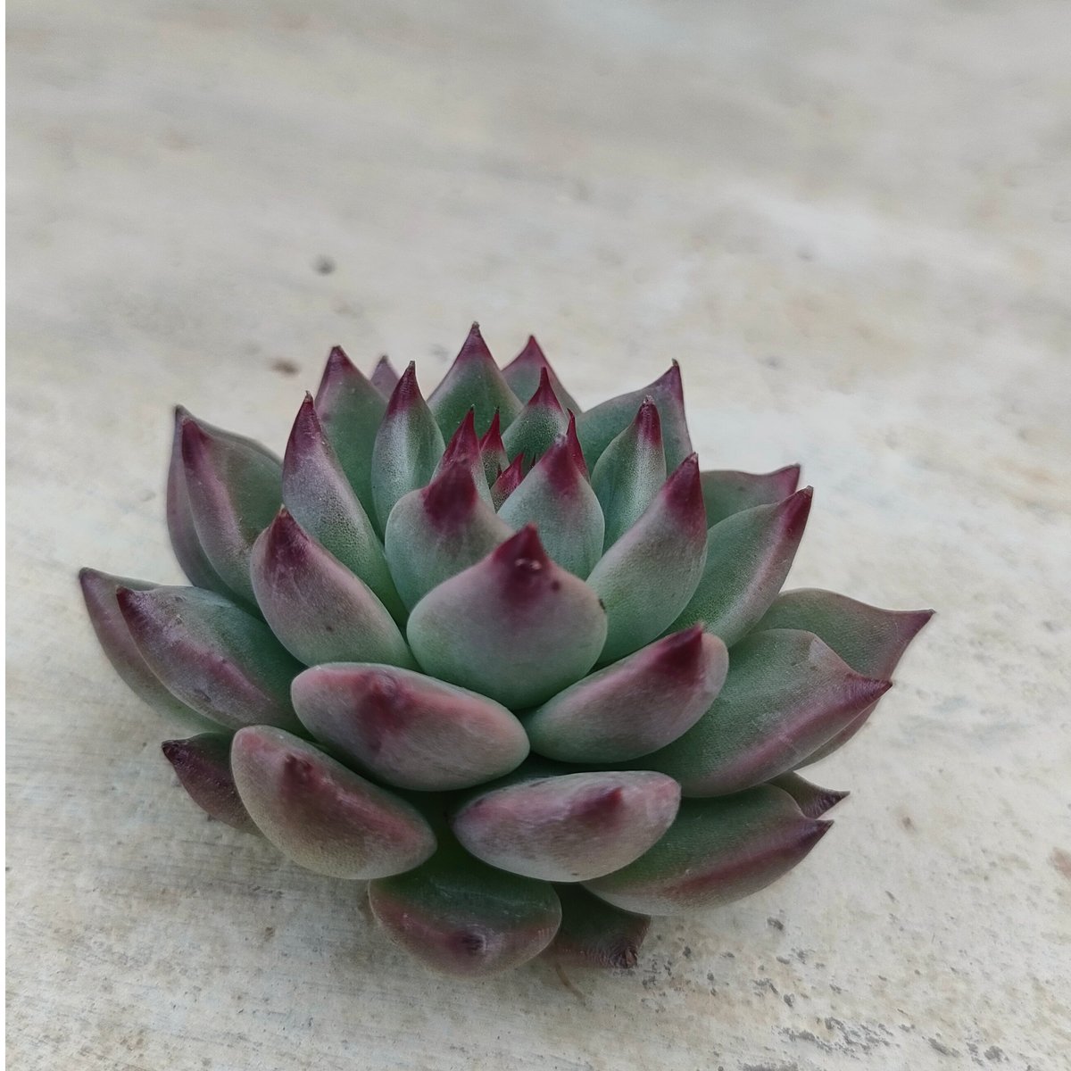 バラード エケベリア カット苗 | 多肉植物カット苗の通販 | エケベリア