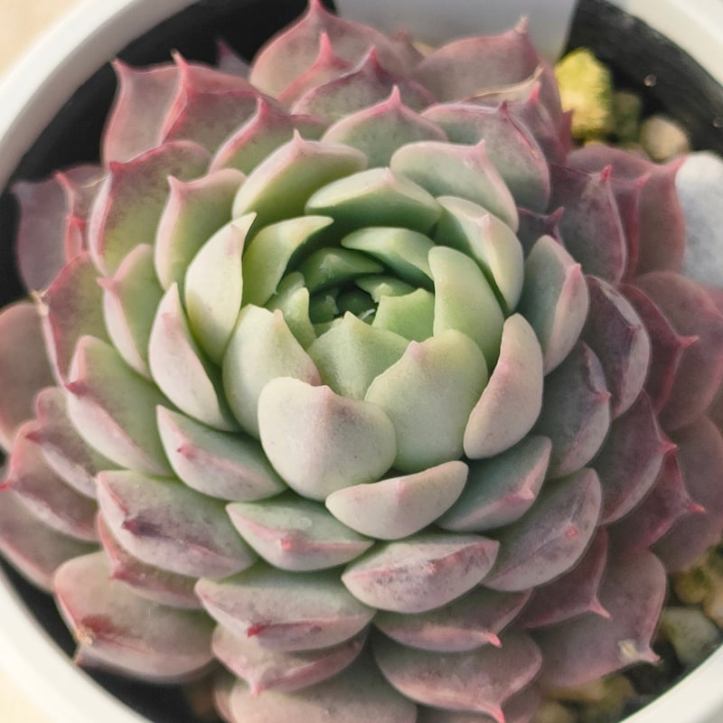 多肉植物 エケベリア カット苗 6苗セット シャーロットローズ等 シャーロットローズ エケベリア | 多肉植物カット苗の通販