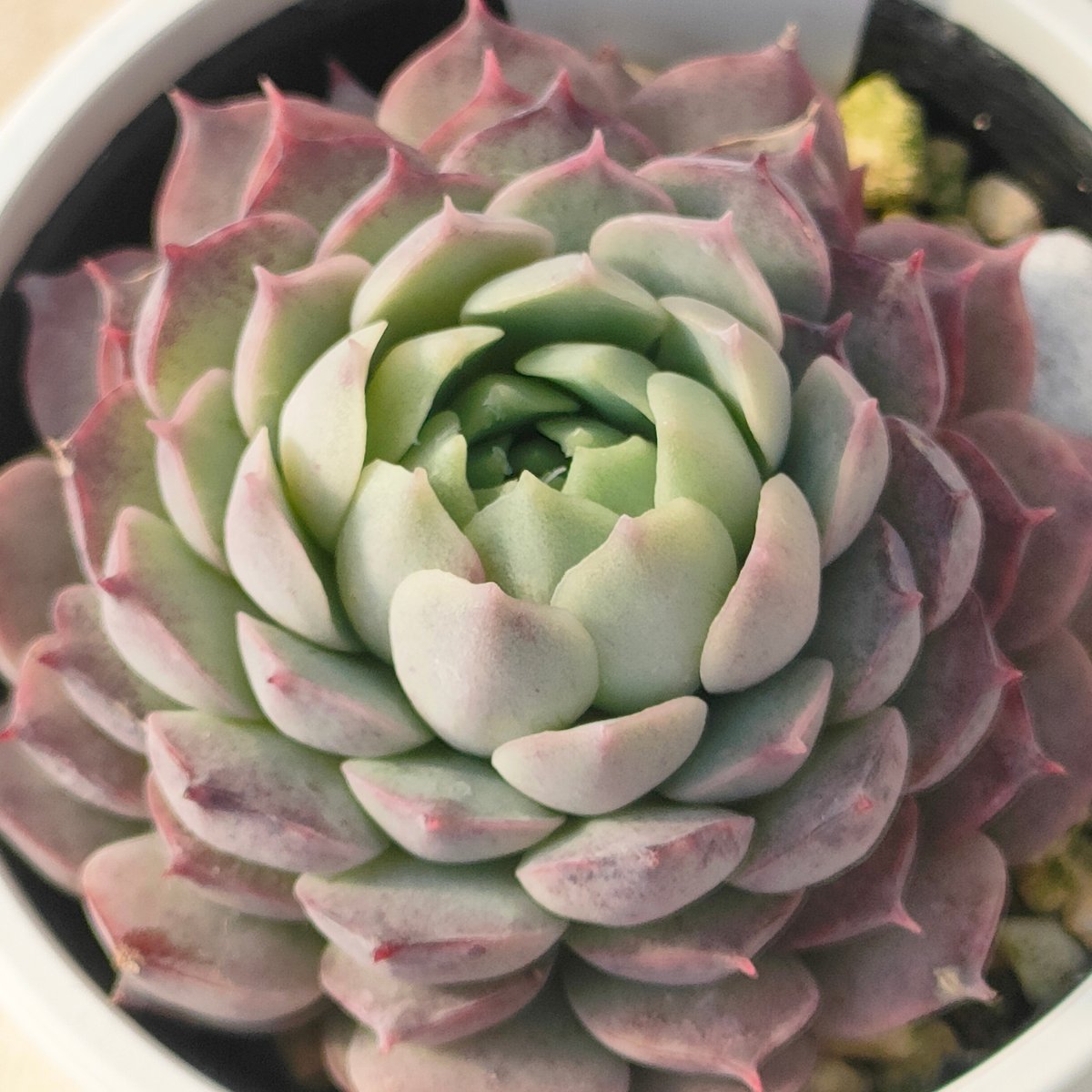 シャーロットローズ エケベリア | 多肉植物カット苗の通販