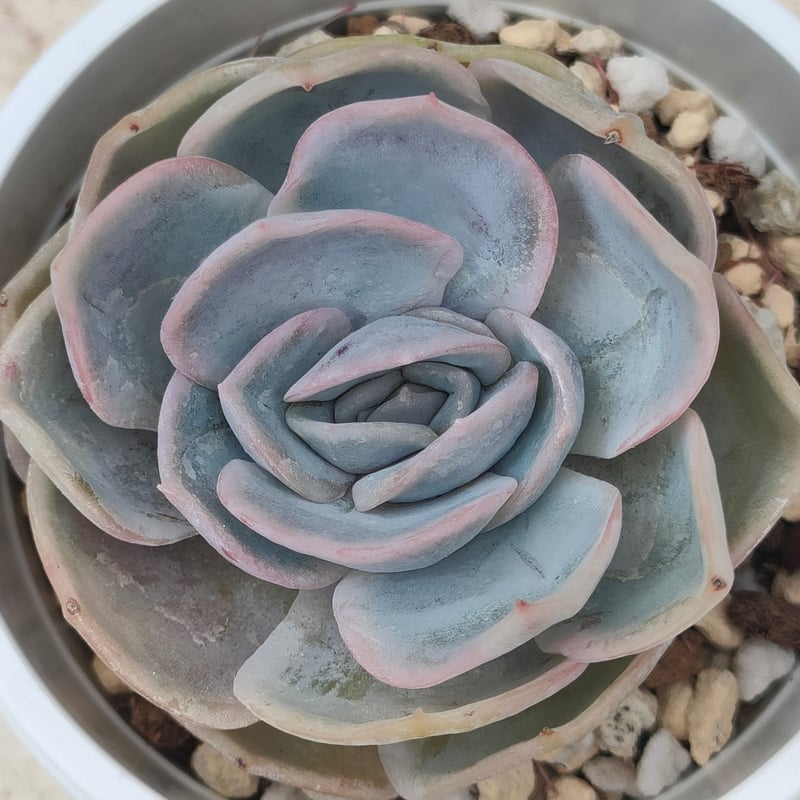 ブルーサプライズ エケベリア | 多肉植物カット苗の通販 | エケベリア