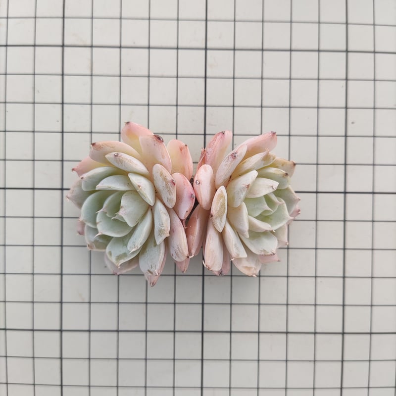 スノーフィールド エケベリア カット苗 | 多肉植物カット苗の通販