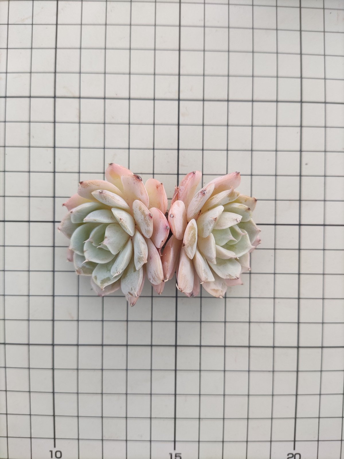 スノーフィールド◎多肉植物 カット苗 韓国苗 エケベリア等 スノーフィールド エケベリア カット苗 | 多肉植物カット苗の