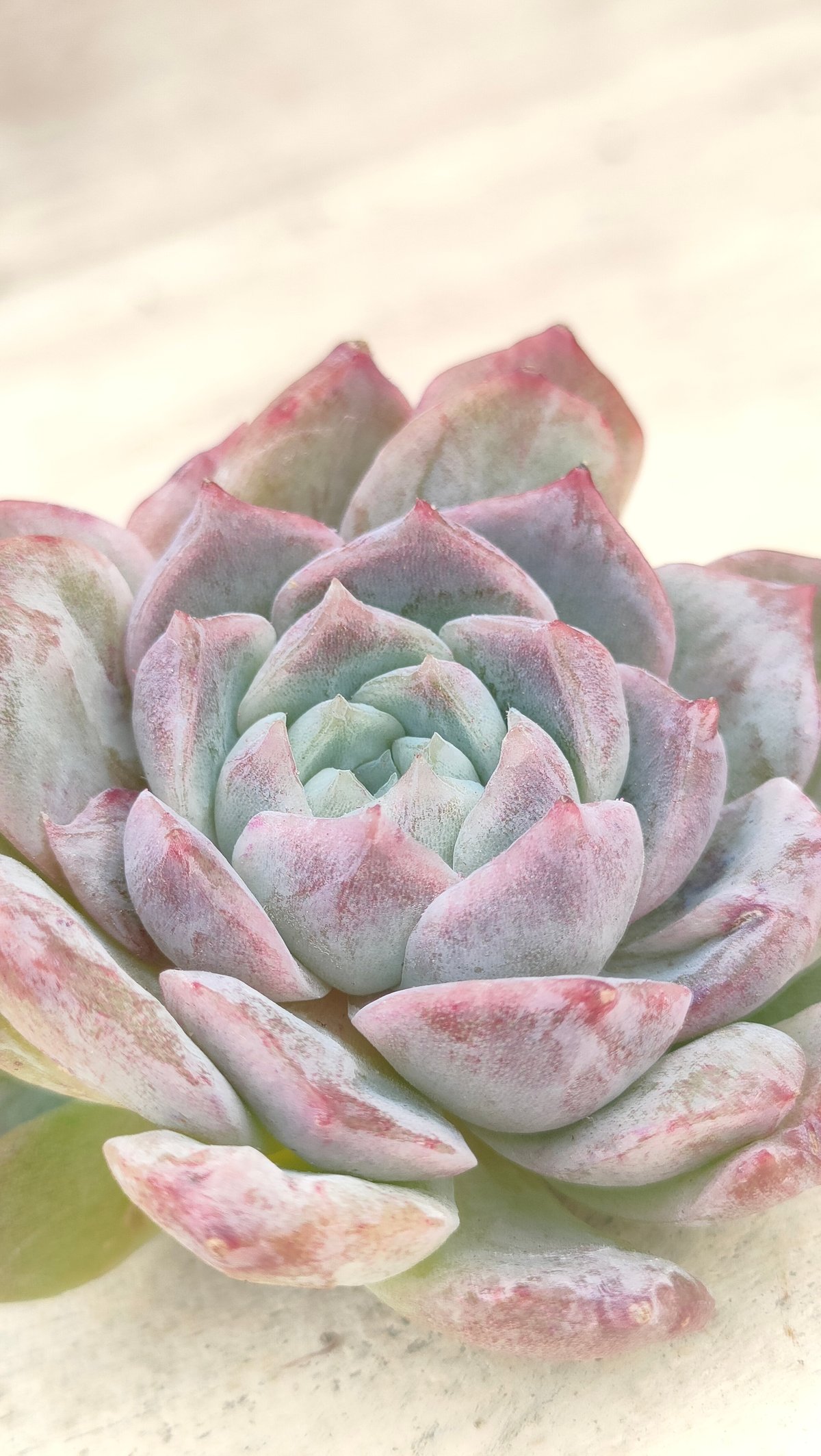 新品種◎チャロア◎多肉植物 カット苗 韓国苗 エケベリア等 シャーロット エケベリア カット苗 韓国苗 多肉植物 多肉植物 プクニク