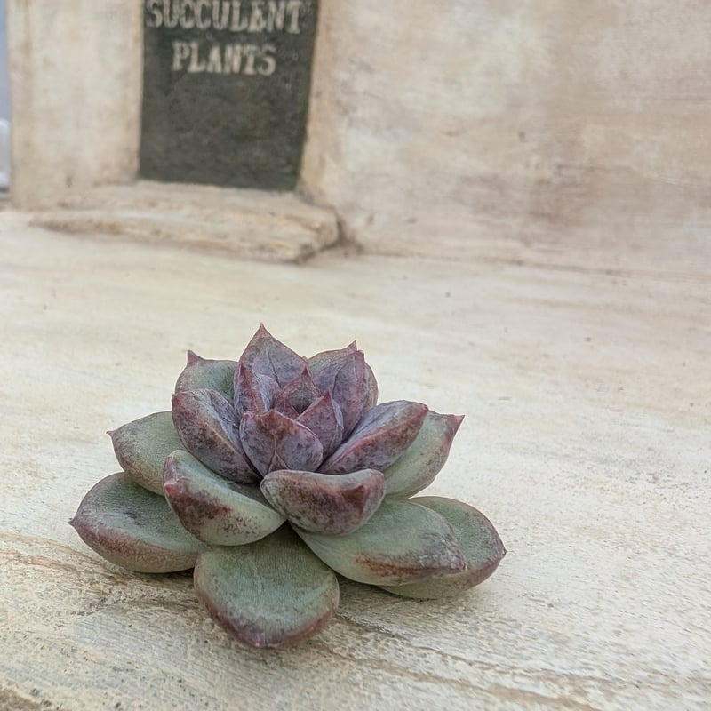 ブラックベア エケベリア カット苗 | 多肉植物カット苗の通販
