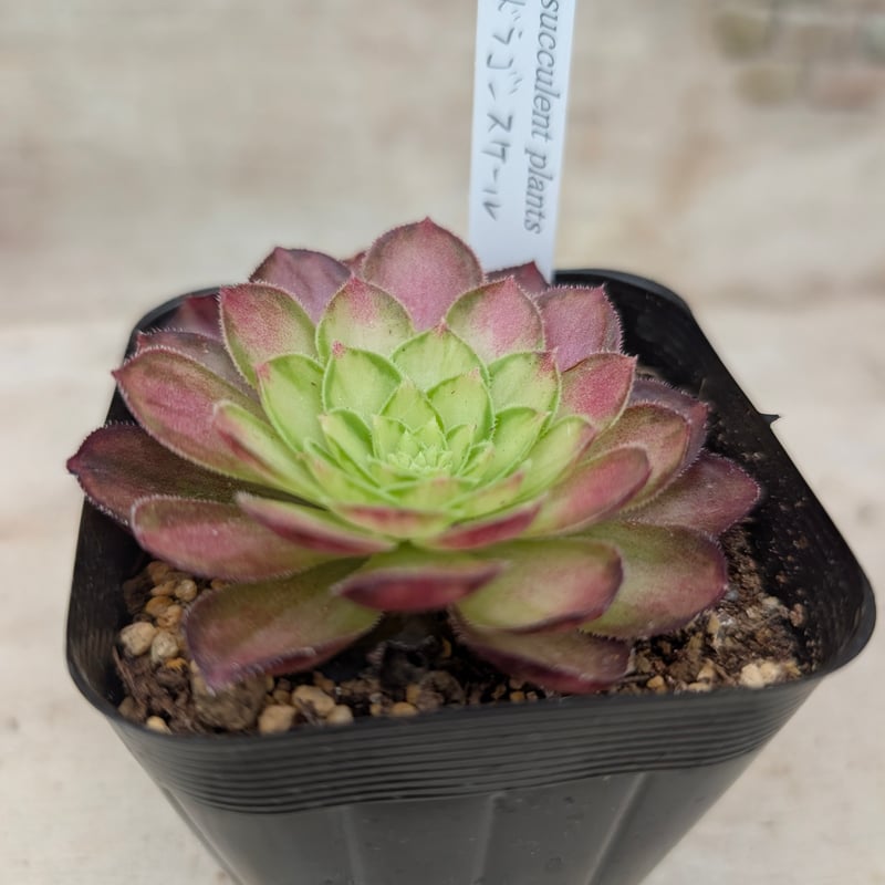ドラゴンスケール アエオニウム 土付き 宅急便発送 | 多肉植物カット苗