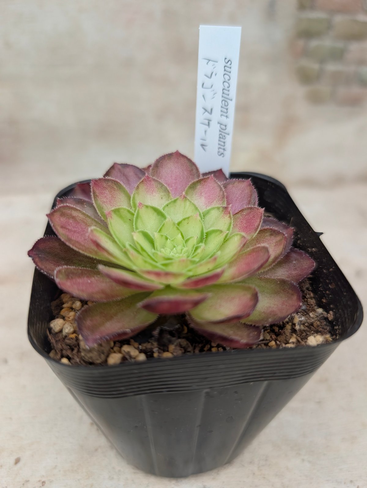 ドラゴンスケール アエオニウム 土付き 宅急便発送 | 多肉植物カット苗