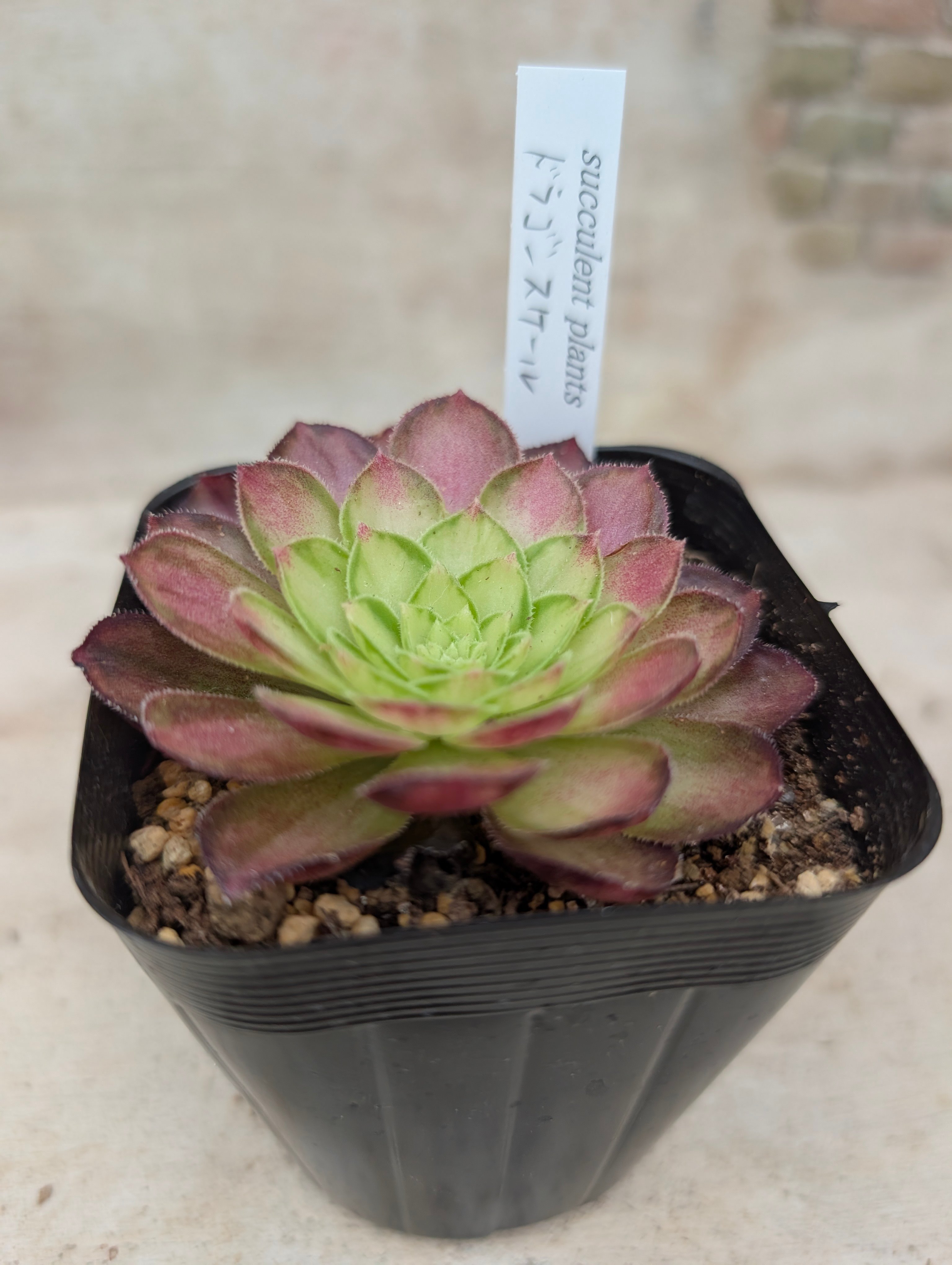 ドラゴンスケール アエオニウム 土付き 宅急便発送 | 多肉植物カット苗