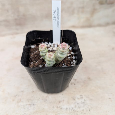 商品一覧 | 多肉植物カット苗の通販 | エケベリア(韓国苗)多肉植物専門