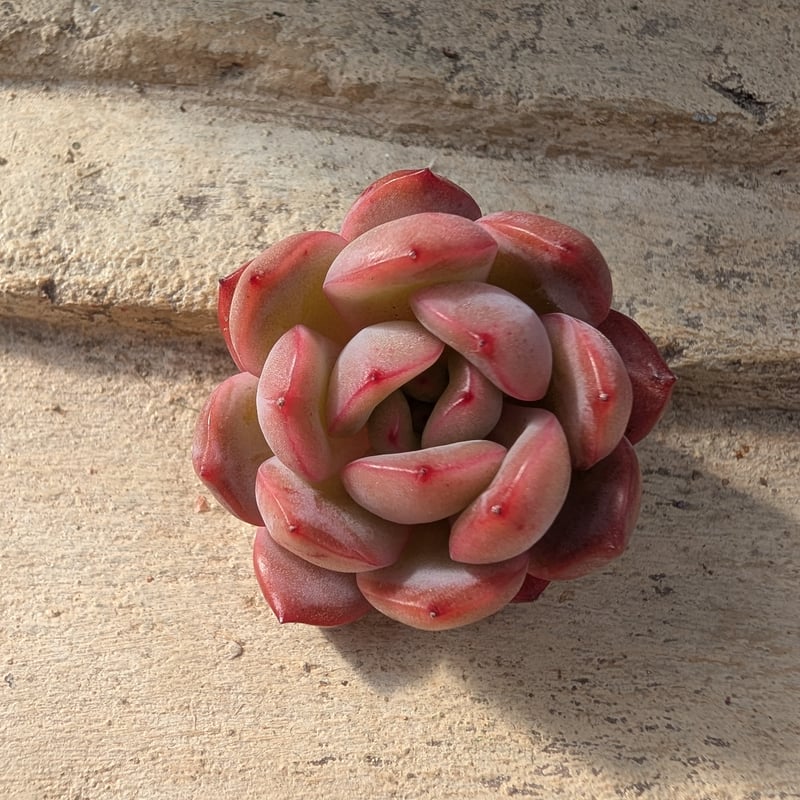 グラムピンク エケベリア カット苗 | 多肉植物カット苗の通販