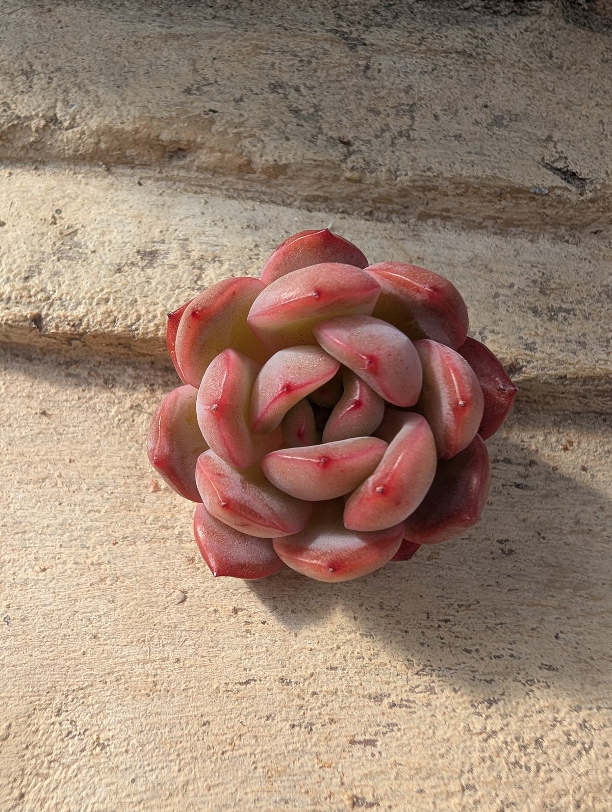 グラムピンク エケベリア カット苗 | 多肉植物カット苗の通販