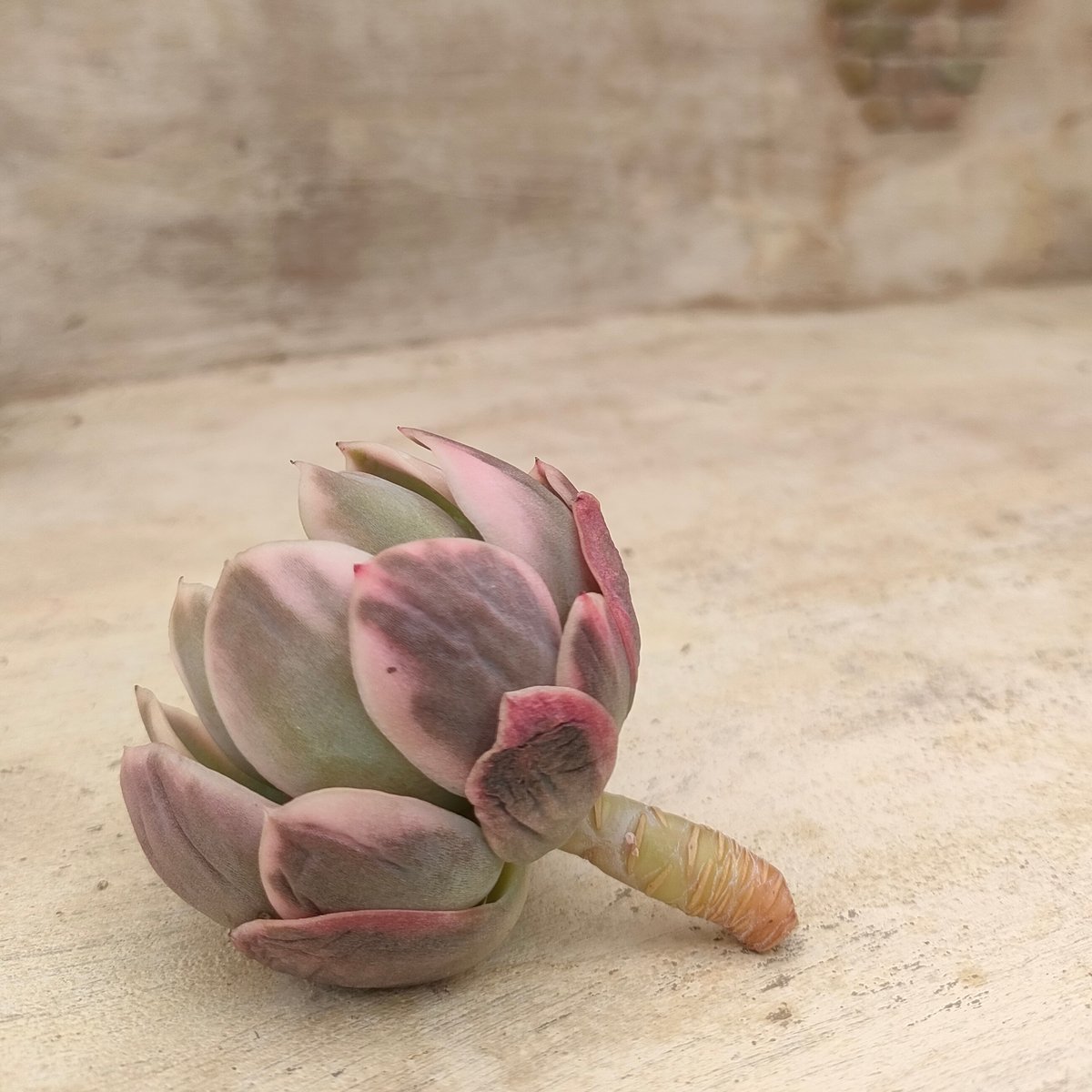 カット苗✨ピンクオパリナ錦❤️ カット苗✨ピンクオパリナ錦❤️ 【公式通販】